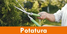 Potatura
